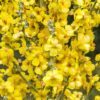 150 YELLOW VERBASCUM Thapsus Common Mullein Flower Herb Seeds