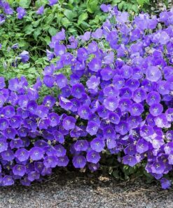 Alternative view of 1000 TUSSOCK BELLFLOWER (Carpathian Bellflower) Campanula Carpatica Flower Seeds