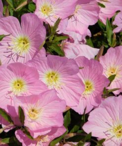 Alternative view of 1000 Showy PINK EVENING PRIMROSE (Pink Ladies / Mexican Evening) Oenothera Speciosa Flower Seeds