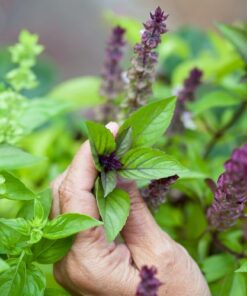 Alternative view of 1000 CINNAMON BASIL Ocimum Basilicum HERB Flower Seeds