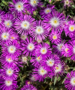 Alternative view of 25 STARDUST ICE PLANT Mesembryanthemum Delosperma Floribunda Perennial Purple & White Flower Seeds