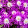 25 STARDUST ICE PLANT Mesembryanthemum Delosperma Floribunda Perennial Purple & White Flower Seeds