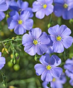 Alternative view of 100 BLUE FLAX (Prairie Flax / Lewis Blue Flax) Linum Perenne Lewisii Flower Seeds