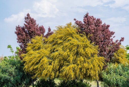 10 GOLDEN MIMOSA Acacia Baileyana Yellow Wattle Tree Flower Seeds Comb S/H