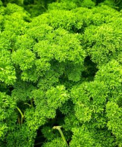 Alternative view of 1500 TRIPLE CURLED PARSLEY Petroselinum Hortensis Herb Vegetable Seeds