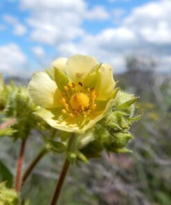 Alternative view of 50 PRAIRIE CINQUEFOIL Tall Potentilla Drymocallis Arguta White Pale Yellow Native Flower Seeds