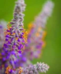 Alternative view of 100 Purple LEAD PLANT Amorpha Canescens Wild Tea Downy Indigo Native Flower Seeds