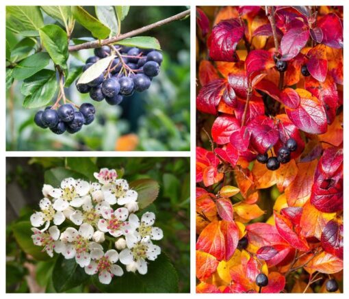 50 BLACK CHOKEBERRY Aronia Melanocarpa White Flower Shrub Seeds