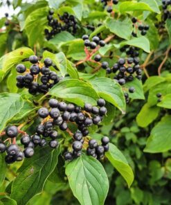 Alternative view of 50 BLACK CHOKEBERRY Aronia Melanocarpa White Flower Shrub Seeds