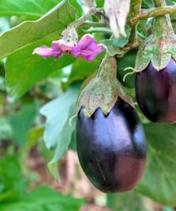 Alternative view of 1000 BLACK BEAUTY EGGPLANT Solanum Melongena Esculentum Vegetable Seeds
