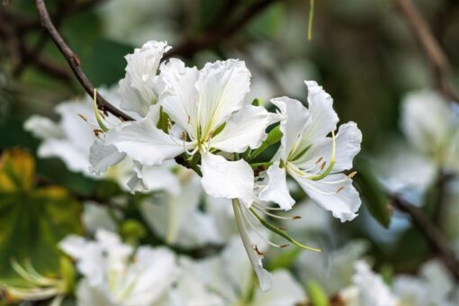 10 WHITE ORCHID TREE Bauhinia Alba syn Variegata Candida Hawaiian Mountain Ebony Camel's Foot Butterfly Flower Tree Hummingbird Seeds