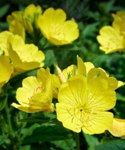 Alternative view of 150 DWARF EVENING PRIMROSE ( Missouri Primrose / Ozark Sundrops ) Oenothera Macrocarpa syn