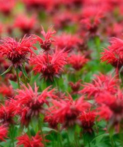 Alternative view of 10 Panorama RED BEE BALM Monarda Didyma Oswego Tea Herb Flower Seeds