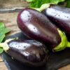 1000 BLACK BEAUTY EGGPLANT Solanum Melongena Esculentum Vegetable Seeds