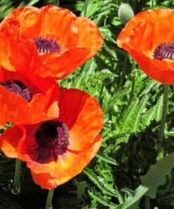 Alternative view of 100 PRINCE of ORANGE POPPY Oriental Poppy Papaver Orientale Perennial Flower Seeds