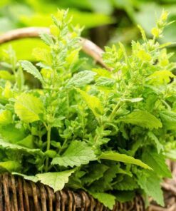 Alternative view of 1500 LEMON BALM Melissa Officinalis Lemonbalm Fragrant Herb / Flower Seeds Flat