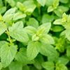 1500 LEMON BALM Melissa Officinalis Lemonbalm Fragrant Herb / Flower Seeds Flat