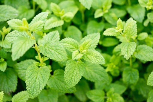 1500 LEMON BALM Melissa Officinalis Lemonbalm Fragrant Herb / Flower Seeds Flat
