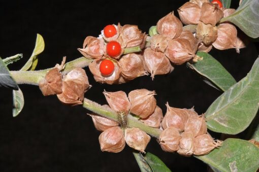 50 INDIAN GINSENG Withania Somnifera Ashwaganda Herb Flower Seeds