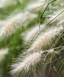 25 DWARF FOUNTAIN GRASS Pennisetum Alopecuroides Hardy Ornamental White Plume Seeds