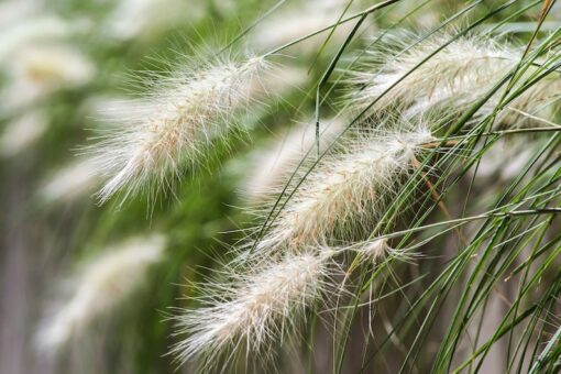 25 DWARF FOUNTAIN GRASS Pennisetum Alopecuroides Hardy Ornamental White Plume Seeds