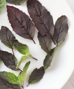 Alternative view of 200 Purple Krishna Tulsi HOLY BASIL Ocimum Sanctum Tenuiflorum Herb Flower Seeds