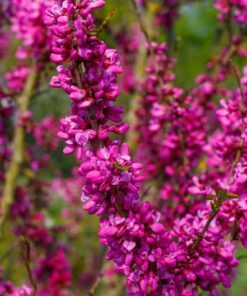 40 CHINESE REDBUD Cercis Chinensis Shrub Small Tree Pink Purple Flower Seeds