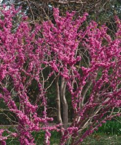Alternative view of 40 CHINESE REDBUD Cercis Chinensis Shrub Small Tree Pink Purple Flower Seeds