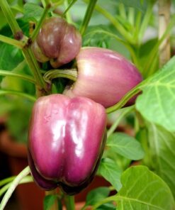 Alternative view of 100 LILAC BELL PEPPER Capsicum Annuum Sweet Mild Purple Vegetable Seeds