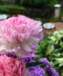 50 PICOTEE MIX CARNATION Dianthus Caryophyllus Double Bicolor Striped Flower Seeds