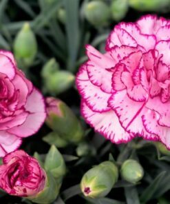 Alternative view of 50 PICOTEE MIX CARNATION Dianthus Caryophyllus Double Bicolor Striped Flower Seeds