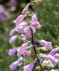 Alternative view of 250 LARGE FLOWERED BEARDTONGUE Penstemon Grandiflorus Native Pink Purple Flower Seeds