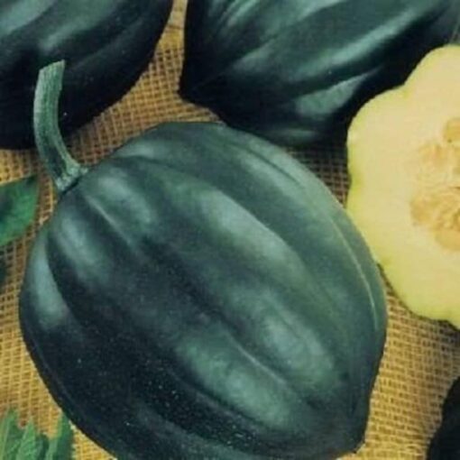 50 Table Queen ACORN SQUASH Winter Cucurbita Pepo Vegetable Seeds