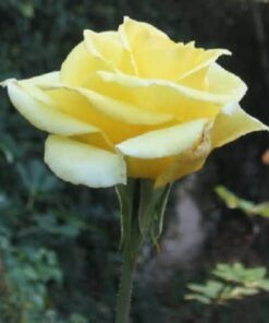 Alternative view of 5 YELLOW ROSE Rosa Bush Shrub Perennial Flower Seeds