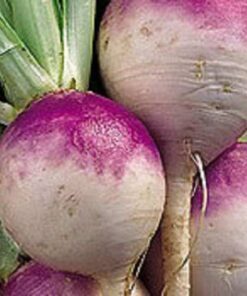 Alternative view of 3000 PURPLE Top WHITE Globe TURNIP Brassica Rapa Vegetable Seeds