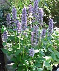 Alternative view of 100 ORGANIC Superior LICORICE MINT Agastache Rugosa Korean Tea Herb Purple Flower Seeds