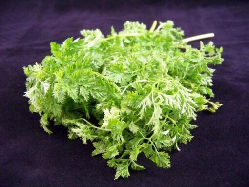 200 BRUSSELS WINTER CHERVIL Gourmet European Heirloom Herb Vegetable Seeds