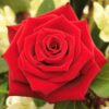 5 RED ROSE Rosa Bush Shrub Perennial Flower Seeds