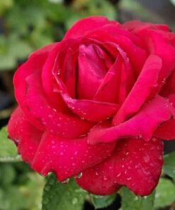 Alternative view of 5 RED ROSE Rosa Bush Shrub Perennial Flower Seeds