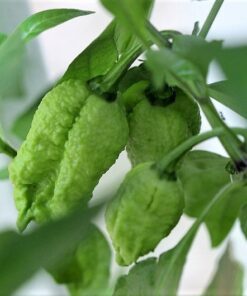 Alternative view of 10 Red CAROLINA REAPER PEPPER World's Hottest Capsicum Chinense Hot Chili Vegetable Seeds