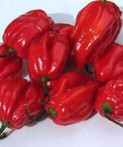 Alternative view of 50 Hot RED HABANERO PEPPER Capsicum Chinense Vegetable Seeds