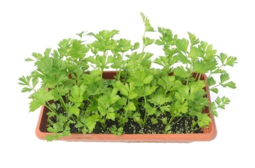 2000 CUTTING LEAF CELERY Apium Graveolens Soup Vegetable Herb Seeds