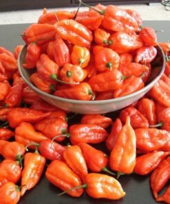 Alternative view of 20 GHOST PEPPER SEEDS Blazing Hot Naga Bhut Jolokia Cobra Chili Vegetable Seeds