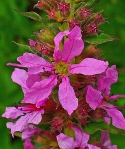 Alternative view of 1000 PINK WINGED LOOSESTRIFE Lythrum Alatum Flower Seeds