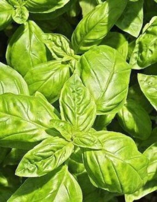 500 CLOVE BASIL Ocimum Basilicum Herb Flower Seeds