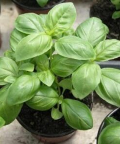 Alternative view of 500 CLOVE BASIL Ocimum Basilicum Herb Flower Seeds