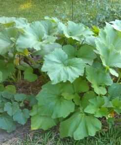 Alternative view of 20 Green Tint BUSH SCALLOP SQUASH (Patty Pan / Paty Pan / Squanter Squash) Summer Cucurbita Pepo Vegetable Seeds