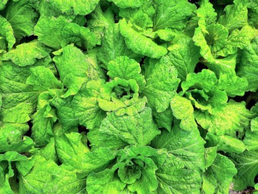 500 LETTUCE LEAF BASIL Ocimum Basilicum Huge Leaves Herb Seeds