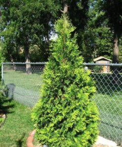 Alternative view of 25 THUJA TREE Cedar Thuja Occidentalis Conifer Seeds