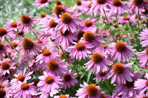 1000 PURPLE CONEFLOWER Echinacea Purpurea Heirloom Flower Herb Seeds